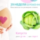 Gebeliğin 29. haftasında fetal gelişim