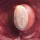 4 weken zwangerschap: wat gebeurt er met het embryo en de aanstaande moeder?
