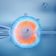 If you decide on IVF: how to improve the quality of eggs and increase the chances of conception?