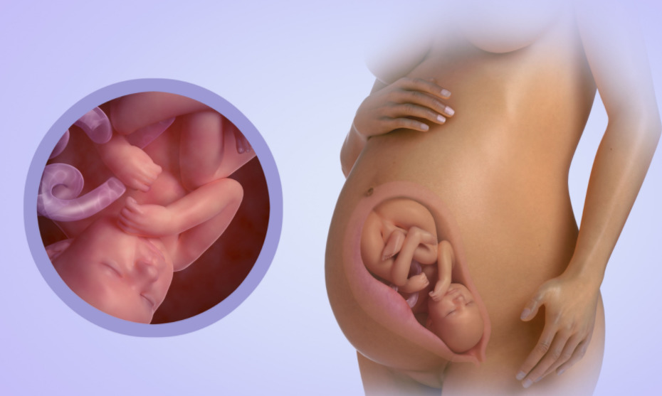 الشهر التاسع من الحمل 27 صورة نمو الجنين ، الأحاسيس ، حجم البطن ، ما يجب فعله مع التورم والبرد والأرق