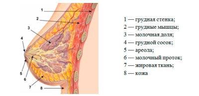 स्तन ग्रंथियां - संरचना