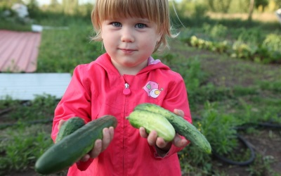 Cucumber eating a child