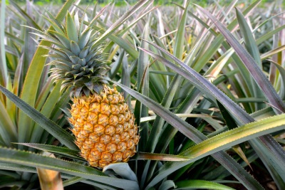 How does pineapple grow